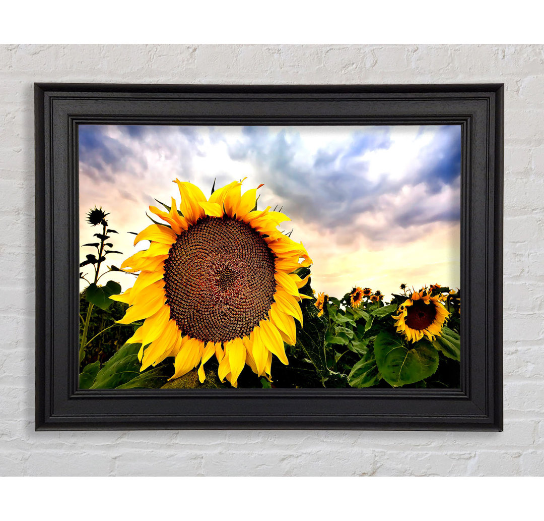 Sonnenblume Close Up In The Sky - Single Picture Frame Kunstdrucke