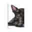 Scottish Terrier by George Dyachenko - Wrapped Canvas Painting-364815516-364815492