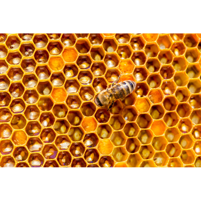 Hildale Honey Cells Pattern - Wrapped Canvas Print, 51cm H x 76cm W x 3.8cm D