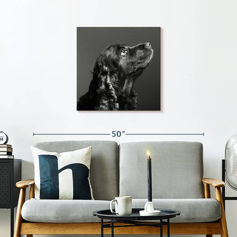 Brampt chien noir brillant