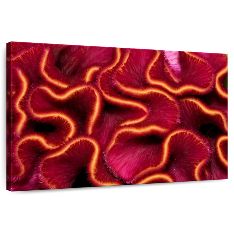 Corail rouge Brampt, H 34 po x l 51 po