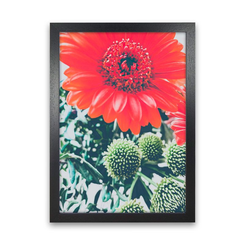 Gerbera 1 Piece Wall Art, 42cm H x 30cm W x 3cm D, Black Framed