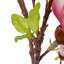 Polyethylene (PE) Magnolia Arrangement-362032222