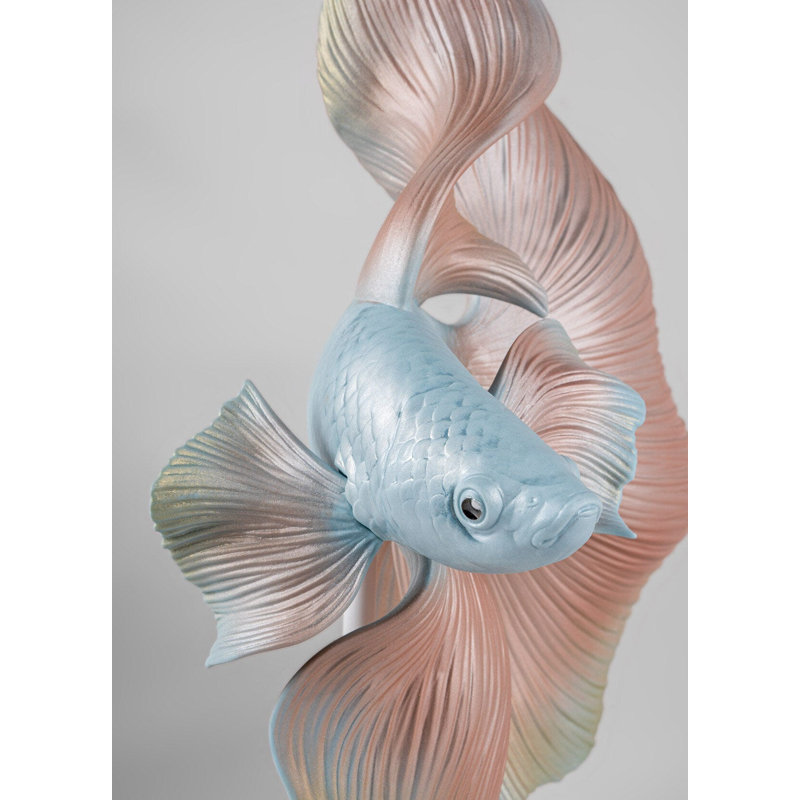 Betta Fish Right