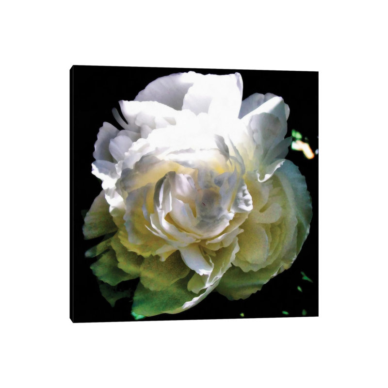Peony In Morning Sun by Michelle Calkins - Wrapped Canvas Print, 66.04cm H x 66.04cm W x 1.905cm D