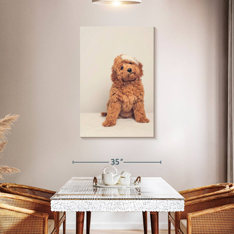 Chiot cockapoo, H 45 po x l 30 po