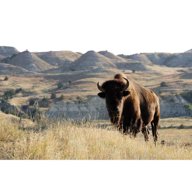 Bison On The Landscape by Ericfoltz - Wrapped Canvas Print, 51cm H x 76cm W x 3.8cm D