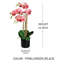 Orchids Arrangement in Pot