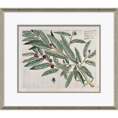 Malaberica (colorée) par Paul Cezanne - Peinture encadrée sur papier