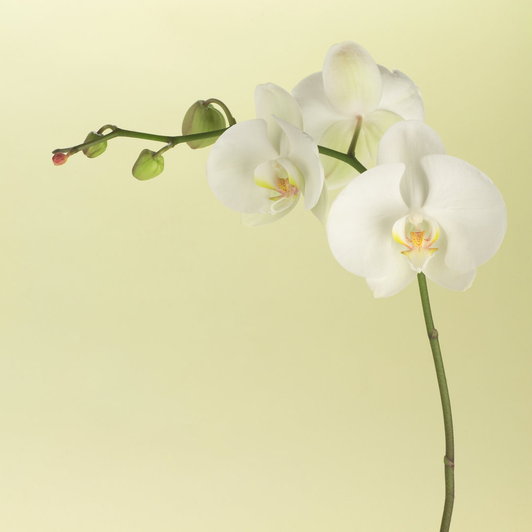 Leinwandbild White Orchids von Hdoggrafix