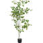152.4cm Faux Birch Tree in Planter