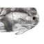 Animals Australian Batfish Wall Décor