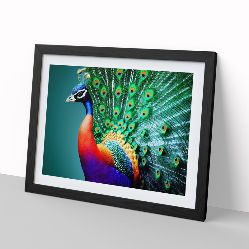 Blossoming Peacock - Single Picture Frame Print, Black Framed, 46cm H x 64cm W x 2cm D