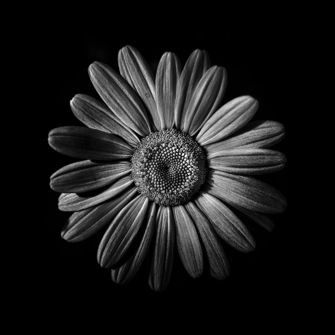 Leinwandbild Black and White Daisy II von Brian Carson