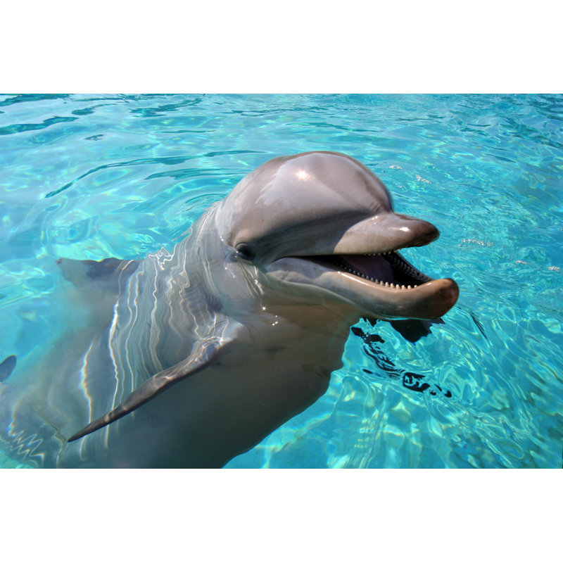Dolphin 157278732, 51cm H x 76cm W