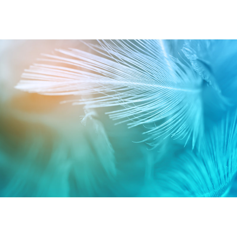 Chicken Feather Textures by Nadtytok - Wrapped Canvas Print, 30cm H x 46cm W x 3.8cm D