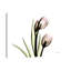 Tulip Love H37 - Wrapped Canvas Print-1671342382