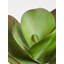24cm Faux Succulent Plant in Concrete Pot