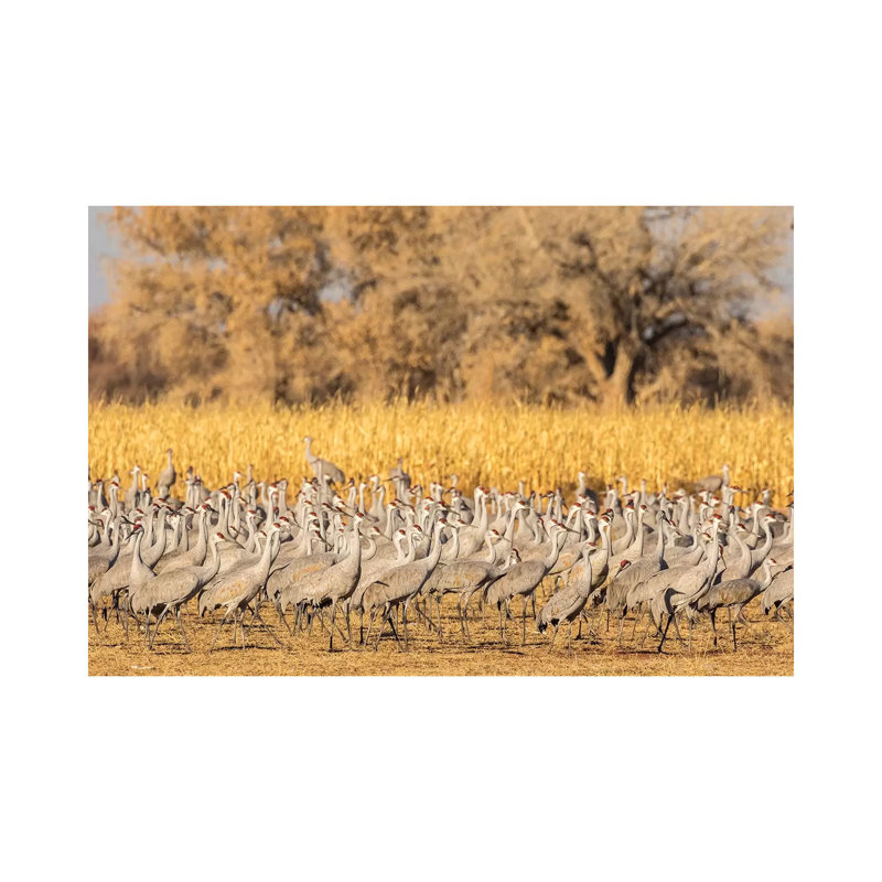 USA, New Mexico, Ladd S. Gordon Waterfowl Complex. Flock of sandhill cranes. 1 Piece Wrapped Canvas Wall Art