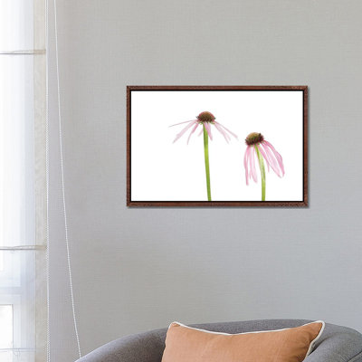 Pale Purple Coneflowers. Marion County, Illinois, USA. by Richard & Susan Day - Gallery-Wrapped Canvas Giclée on Canvas
