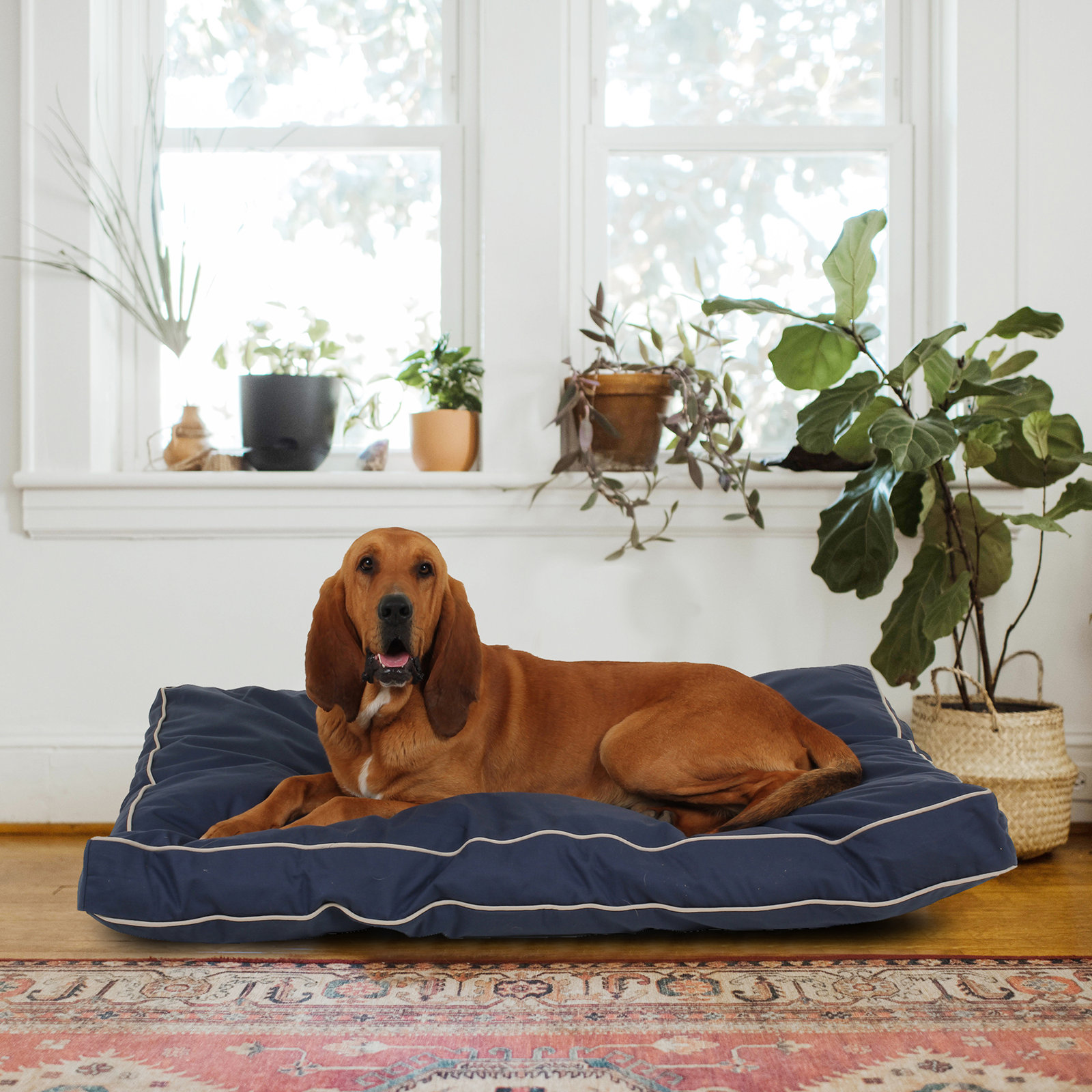 Orthopedic Foam Pet Bed with Washable Cover, Blue/Khaki, Large (48" W x 36" D x 4" H)