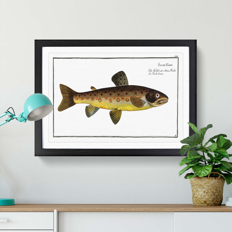 The Brown Trout Fish by M.E. Bloch - Picture Frame Art Print, 27cm H x 36cm W x 2cm D, Black Framed