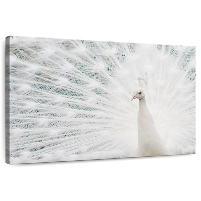 Brampt Snow White Peacock Feather, 8" H x 12" W