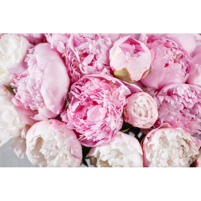 Fresh Bright Blooming Peonies Flowers With Dew Drops On Petals by Malkovstock - Wrapped Canvas Print