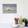 Grey Seal Pup In Supine Position by Elmar Weiss - Wrapped Canvas Print