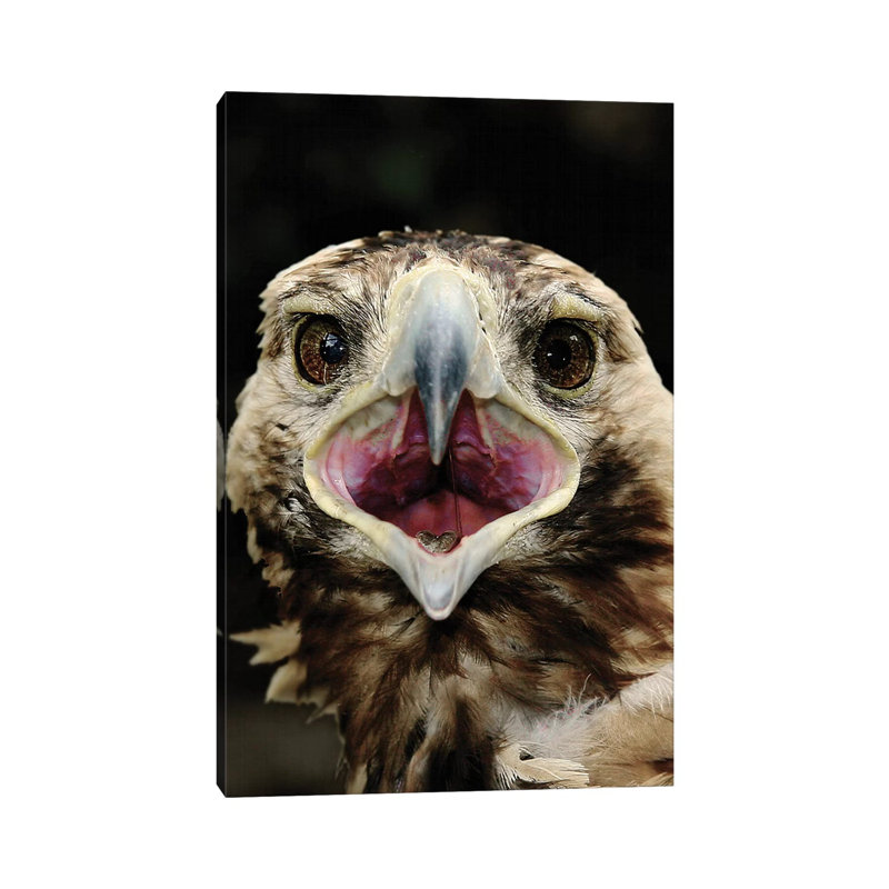 Eagle 1 Piece Wrapped Canvas Wall Art, 30.48cm H x 20.32cm W x 1.905cm D