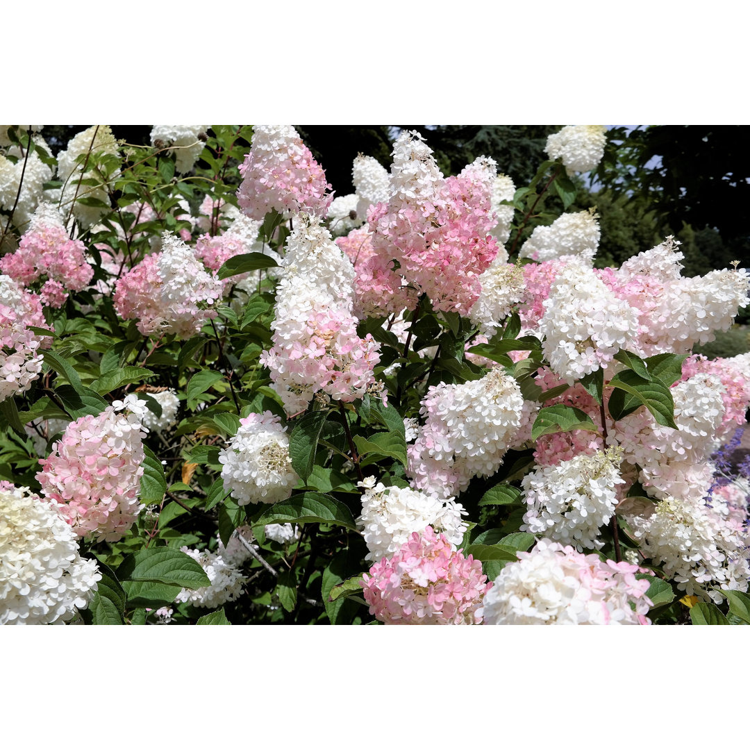 Leinwandbild Hydrangea Limelight Paniculata Bush in Summer Garden von Sonja10