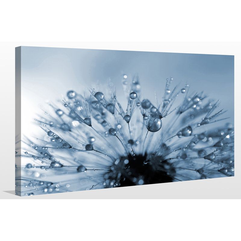 « dewy pissenlit fleur full », reproduction de photo sur toile tendue, H 24 po x l 40 po x P 1 po