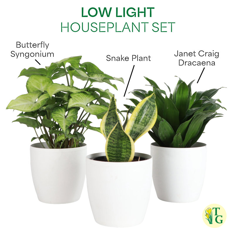 Set of 3 Indoor Green Plants with White Plastic Pots