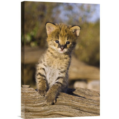 " Serval Kitten "