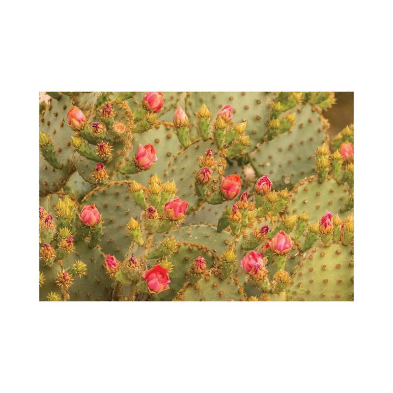 USA, Arizona, Sonoran Desert. Prickly Pear Cactus Blossoms. by Jaynes Gallery - Wrapped Canvas Gallery-Wrapped Canvas Giclée