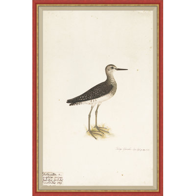 18th Century Bird Re-Strikes XV Painting