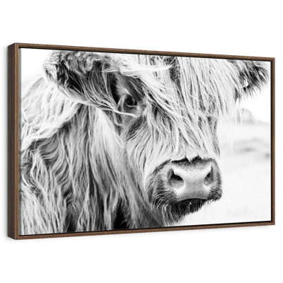 Vache à poils longs