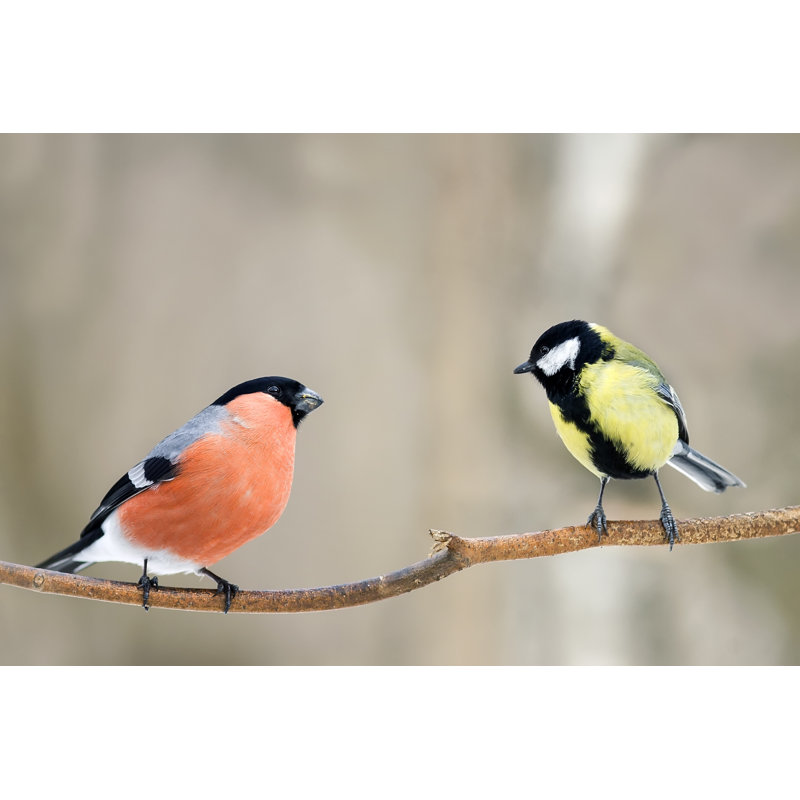 Bird Bullfinch by Nataba - Wrapped Canvas Print, 30cm H x 46cm W