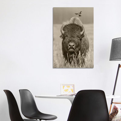 American Bison Bull With Landing Female Brown-Headed Cowbird, Grand Teton National Park, Wyoming - Wrapped Canvas Print