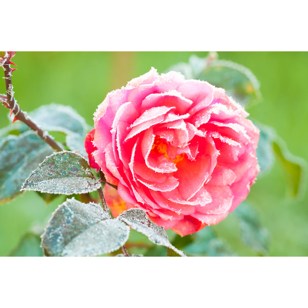 Rosa Rose in Frost von Yanikap - Leinwanddrucke