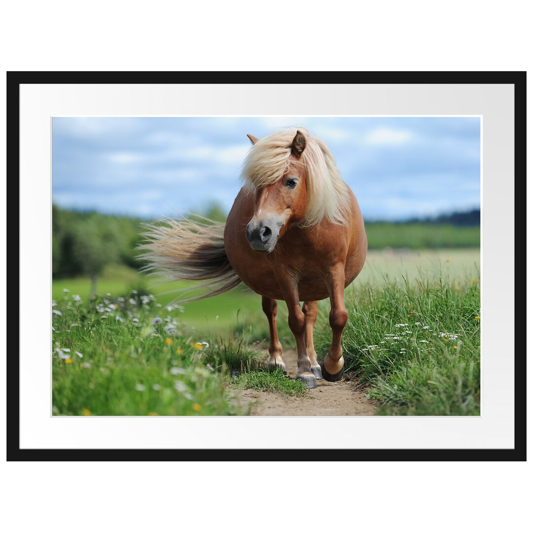 Gerahmtes Poster Shetlandpony auf der Wiese