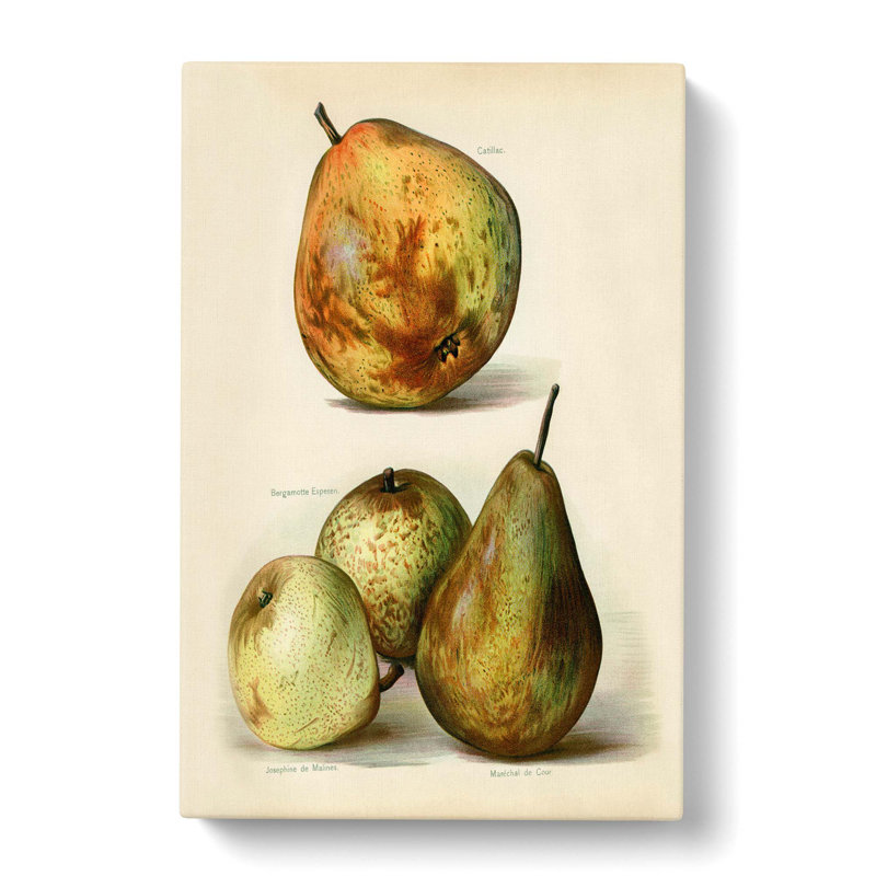 Vintage Illustration Of Pears - Wrapped Canvas, 50cm H x 35cm W x 3cm D