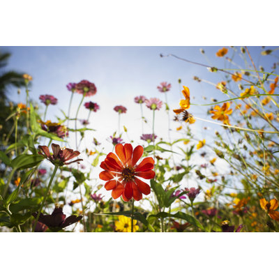 Beautiful Wild Flowers In A Meadow by Enviromantic - Wrapped Canvas Print