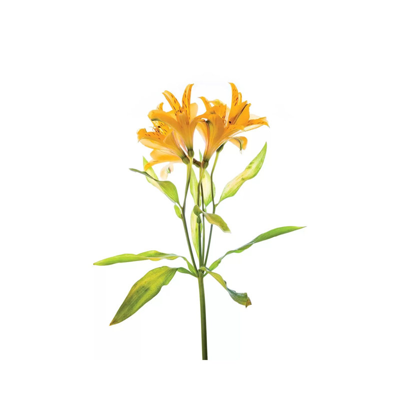 Close-up Of Peruvian Lily Flowers - Wrapped Canvas Painting, 101.6 cm H x 66.04 cm W x 1.91 cm D