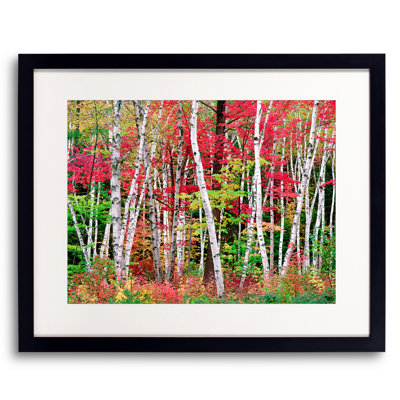 New Hampshire Autumn Forest Print