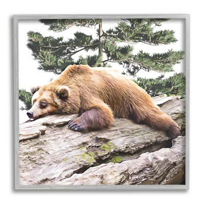 " Sleeping Brown Bear Wildlife "