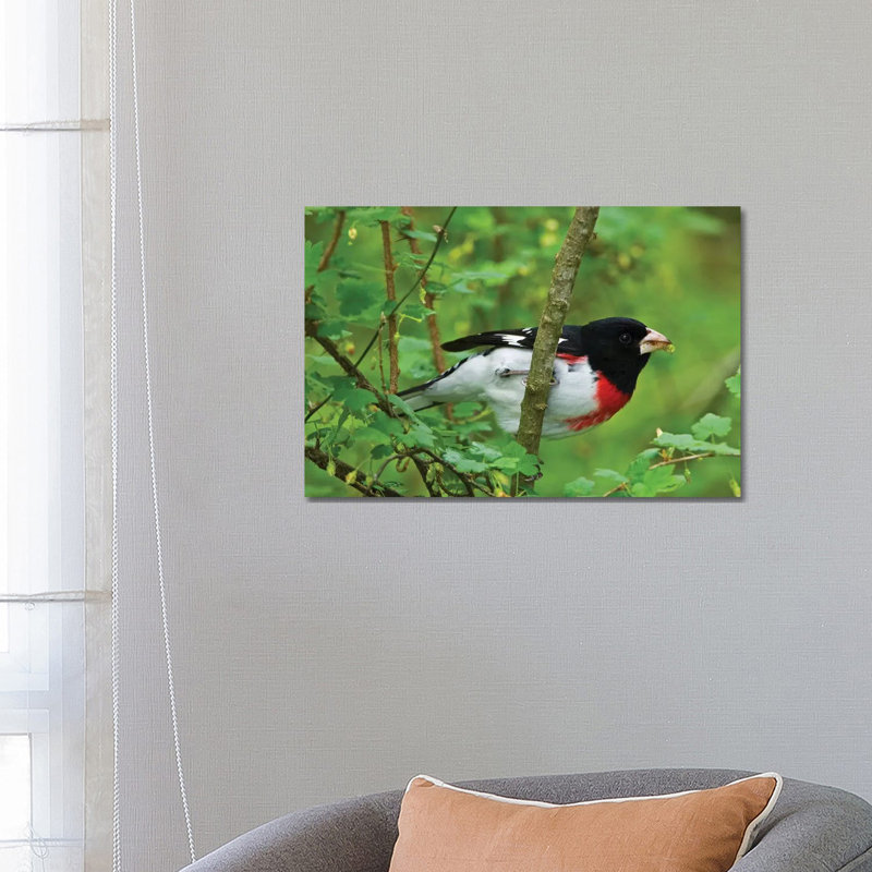 Point Pelee National Park. Rose-breasted Grosbeak Close-up. by Jaynes Gallery - Wrapped Canvas Print