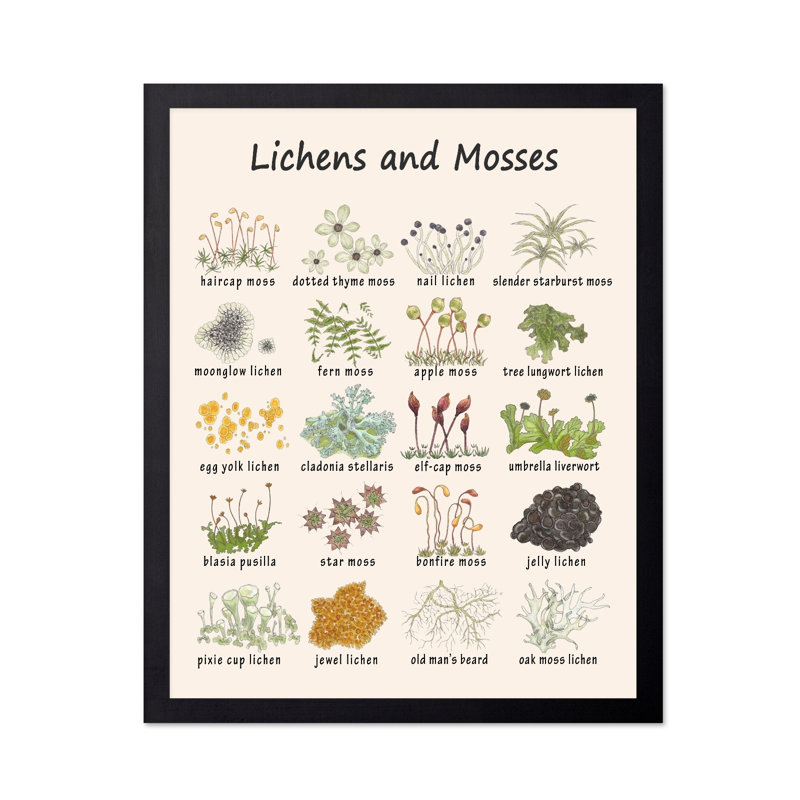 Lichens et mousses, Unframed, Poster, 08"H x 10"W