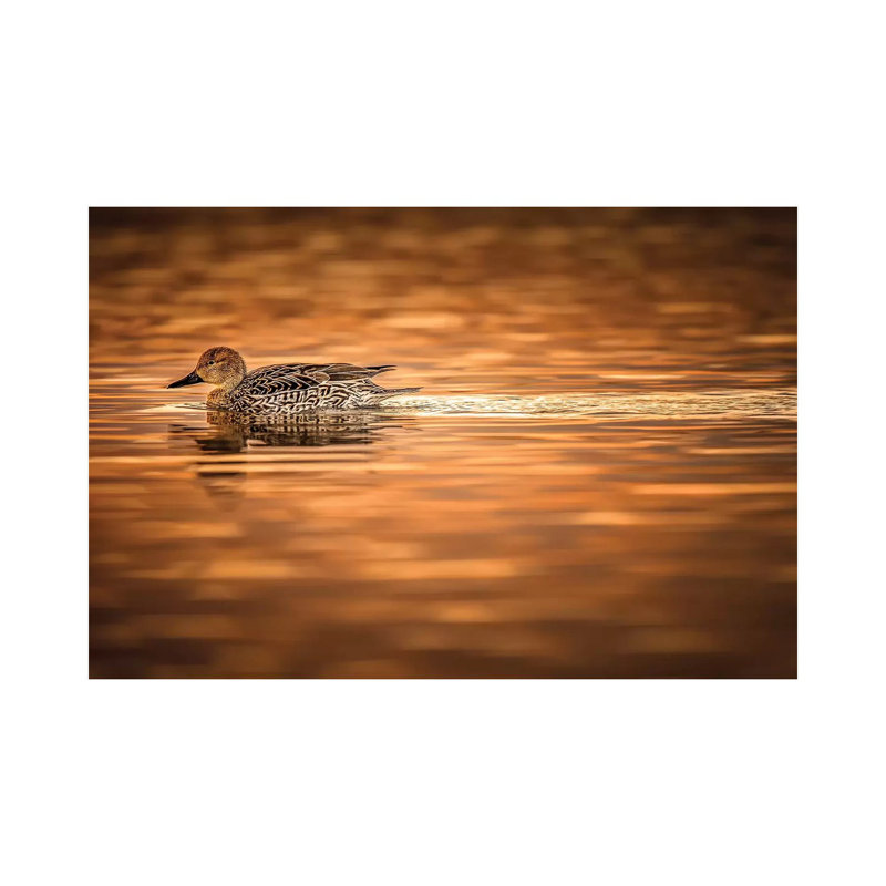 Duck On Golden Pond by Jonathan Ross Photography - Wrapped Canvas Print, 20.32 cm H x 30.48 cm W
