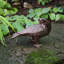 Colombes bronze Ellen